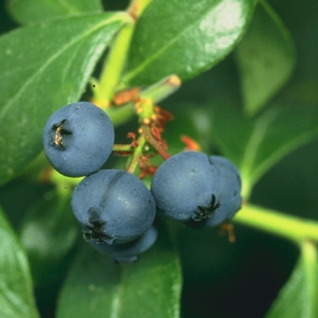 Jewel Blueberry