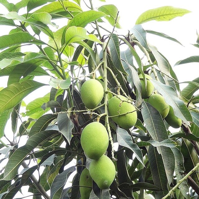 Francis Mango