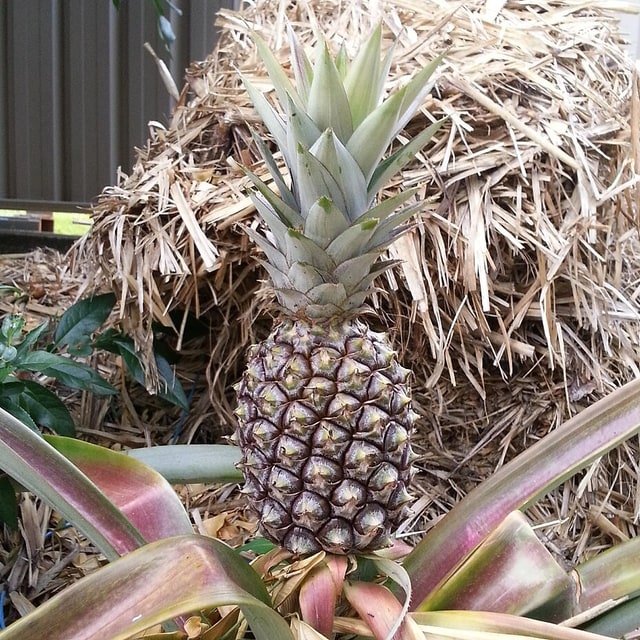 Tropical Edit