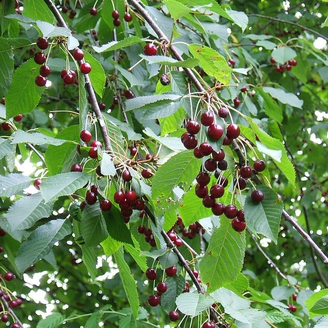 Brooks Cherry