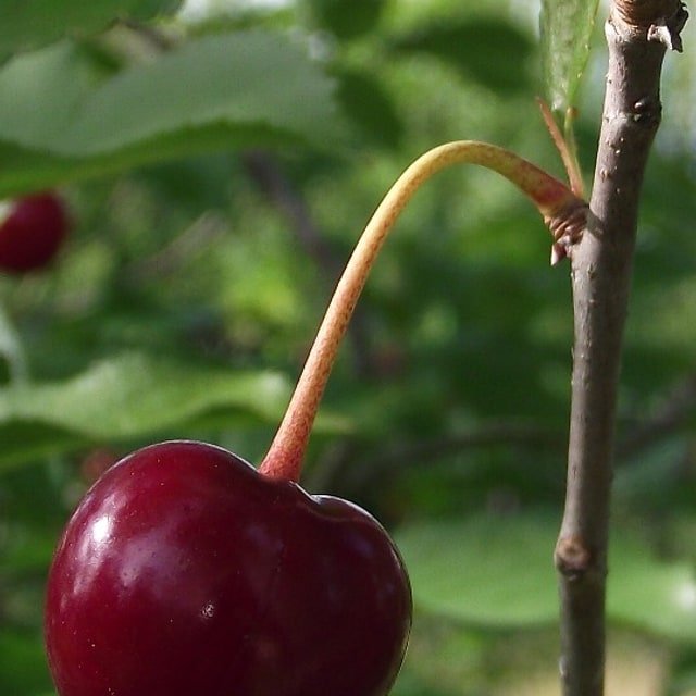 Lambert Cherry