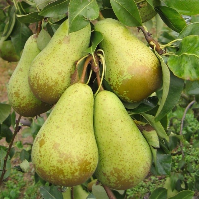 Concorde Pear