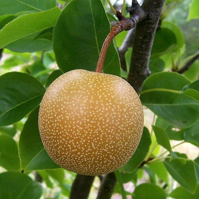 Ya Li Pear